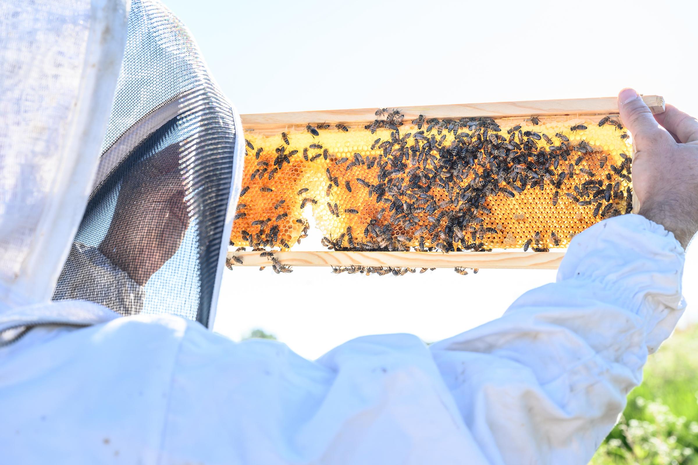 Honeycomb and bees at the Berea College apiary; Berea College is a Bee Campus